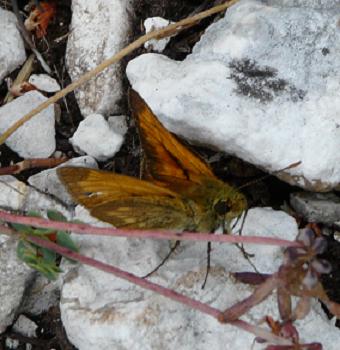 Melitaea? Rhyparia purp.? Ochlodes venatus?